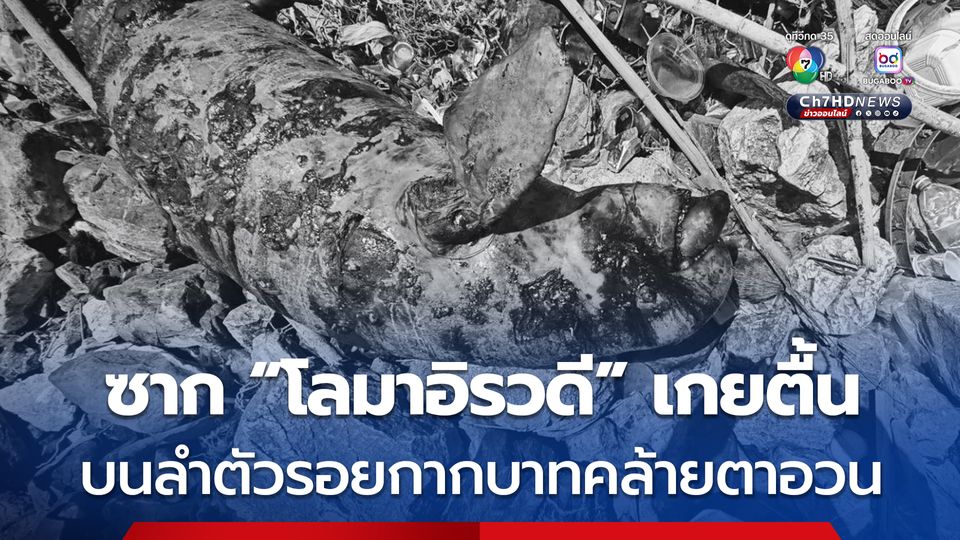 ซาก “โลมาอิรวดี” เกยตื้น ตามลำตัวมีรอยคล้ายตาอวน บริเวณแนวเขื่อนกันคลื่น จ.สมุทรปราการ