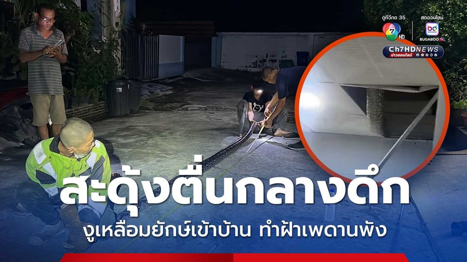 หนุ่มสะดุ้งตื่นกลางดึก งูเหลือมยักษ์เข้าบ้าน ทำฝ้าเพดานพัง รีบแจ้งกู้ภัยช่วยจับ