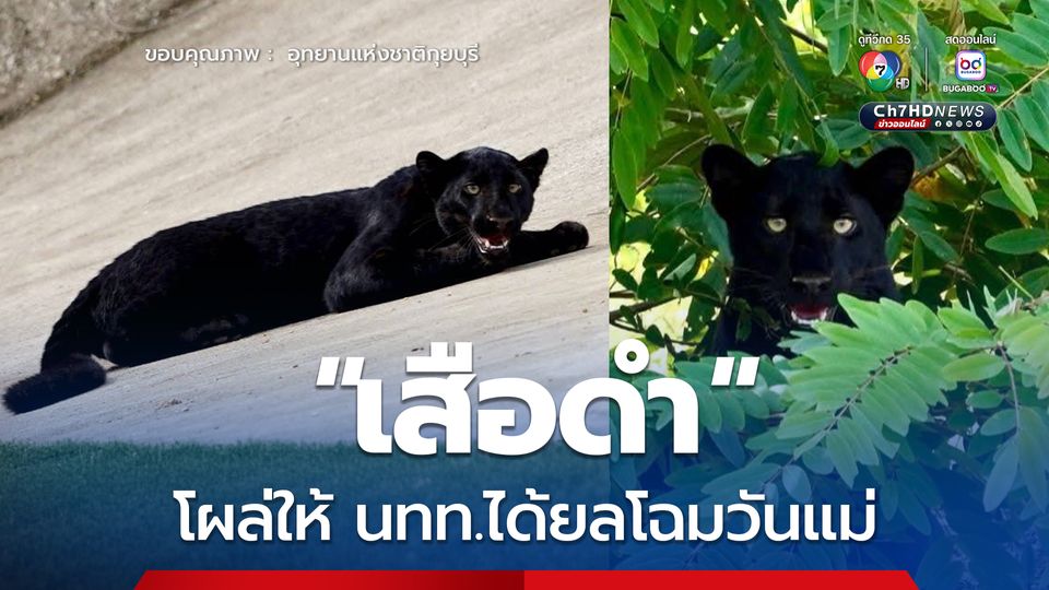 “เสือดำ” โผล่ให้ นทท.ได้ยลโฉมวันแม่