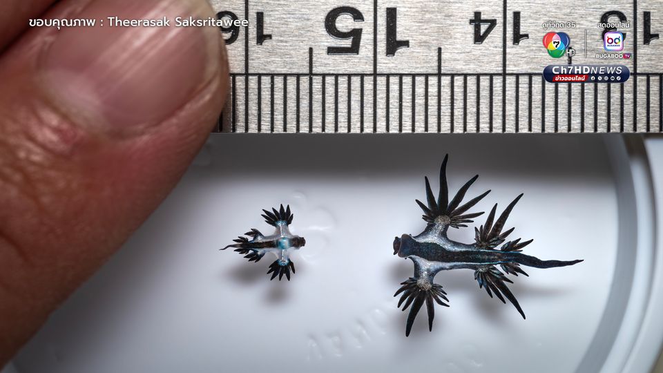 มังกรทะเลสีน้ำเงิน