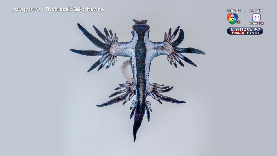 มังกรทะเลสีน้ำเงิน