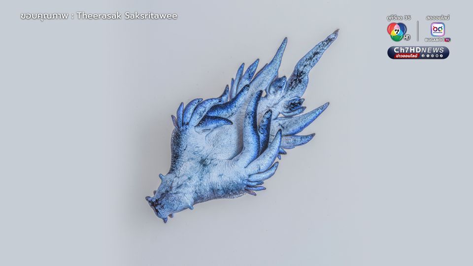 มังกรทะเลสีน้ำเงิน