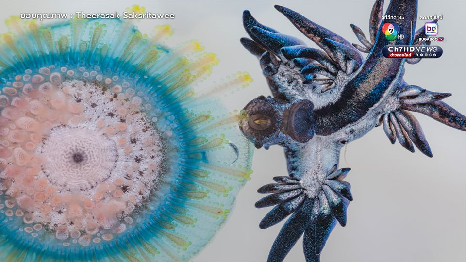 มังกรทะเลสีน้ำเงิน