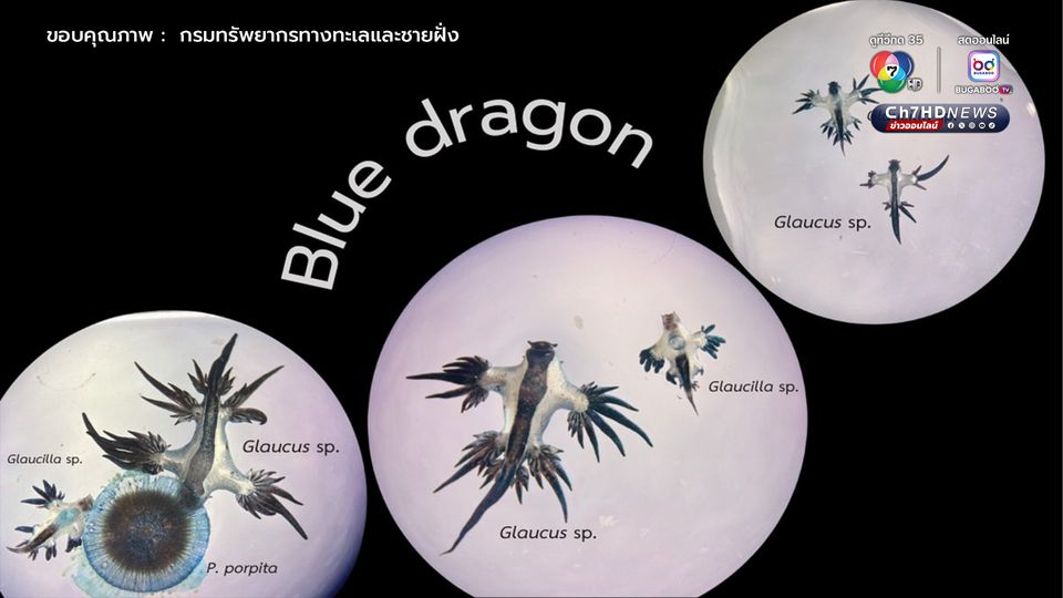 มังกรทะเลสีน้ำเงิน
