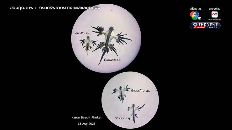 มังกรทะเลสีน้ำเงิน