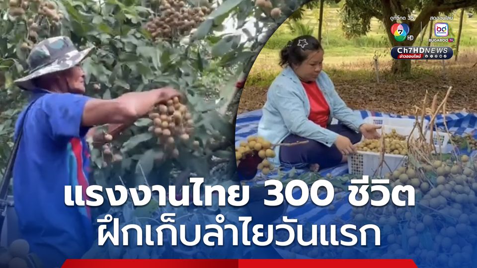 ดีเดย์วันแรก ฝึกแรงงานไทยกว่า 300 ชีวิต เก็บลำไย ที่สวนจันทบุรี ทดแทนแรงงานกัมพูชา