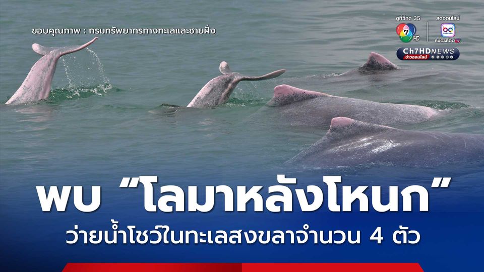 พบ “โลมาหลังโหนก” ว่ายน้ำโชว์ในทะเลสงขลาจำนวน 4 ตัว