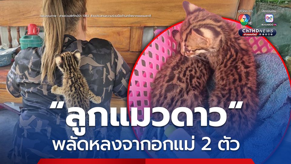 “ลูกแมวดาว” พลัดหลงจากอกแม่ 2 ตัว