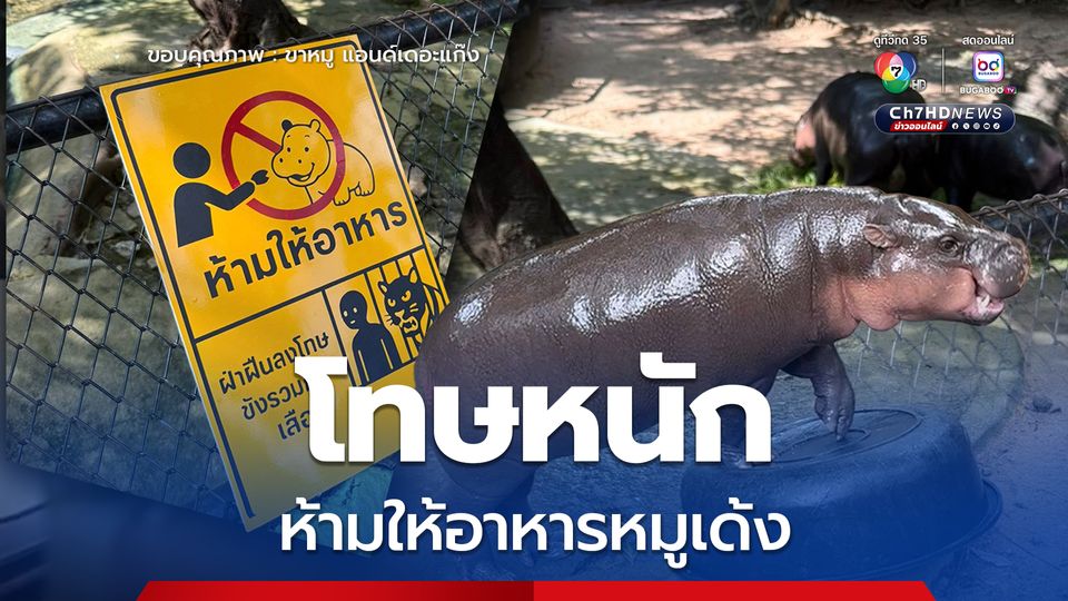 สวนสัตว์เปิดเขาเขียว โพสต์เตือน ห้ามให้อาหารหมูเด้ง ฝ่าฝืนขังรวมกับเสือ