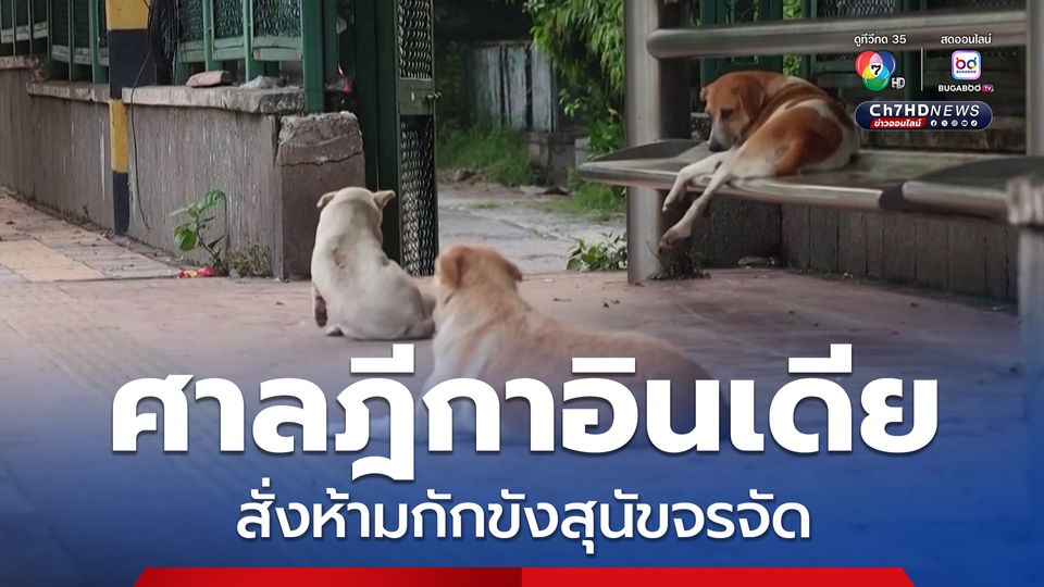 ศาลฎีกาอินเดีย สั่งห้ามกักขังสุนัขจรจัด