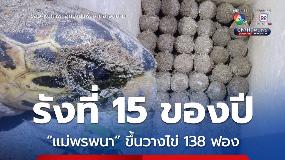 รังที่ 15 ของปี ! แม่เต่ากระชื่อ “พรพนา” ขึ้นวางไข่ 138 ฟอง ที่อ่าวเทียน จ.ประจวบคีรีขันธ์
