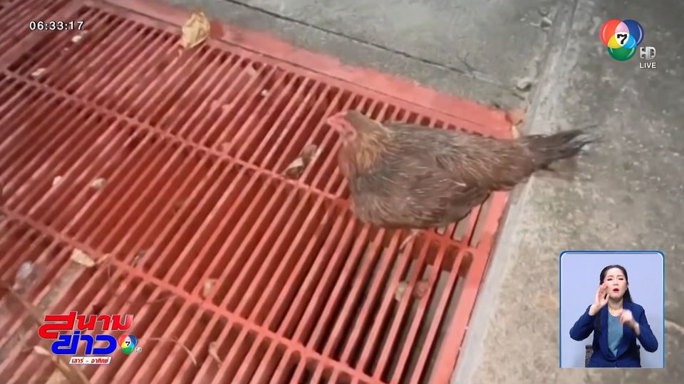 ไม่ทิ้งลูก แม่ไก่ยืนเฝ้าลูกเจี๊ยบตกท่อ