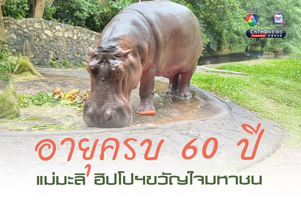 สวนสัตว์เปิดเขาเขียว จัดงานใหญ่ ชวนฉลองวันเกิด แม่มะลิ แซยิด ครบ 60 ปี ฮิปโปโปเตมัสขวัญใจมหาชน