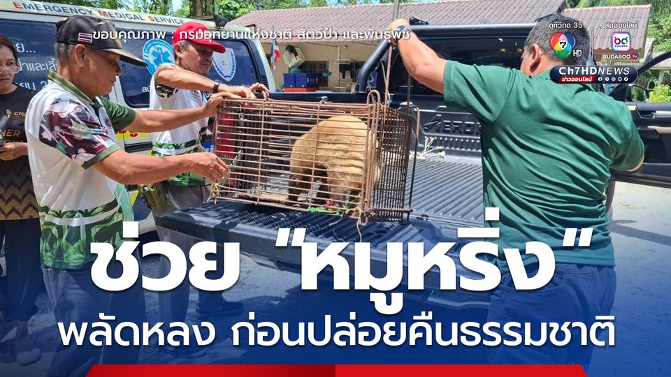 ช่วย หมูหริ่ง พลัดหลง ส่งเจ้าหน้าที่เร่งฟื้นฟูสุขภาพ ก่อนปล่อยคืนธรรมชาติ