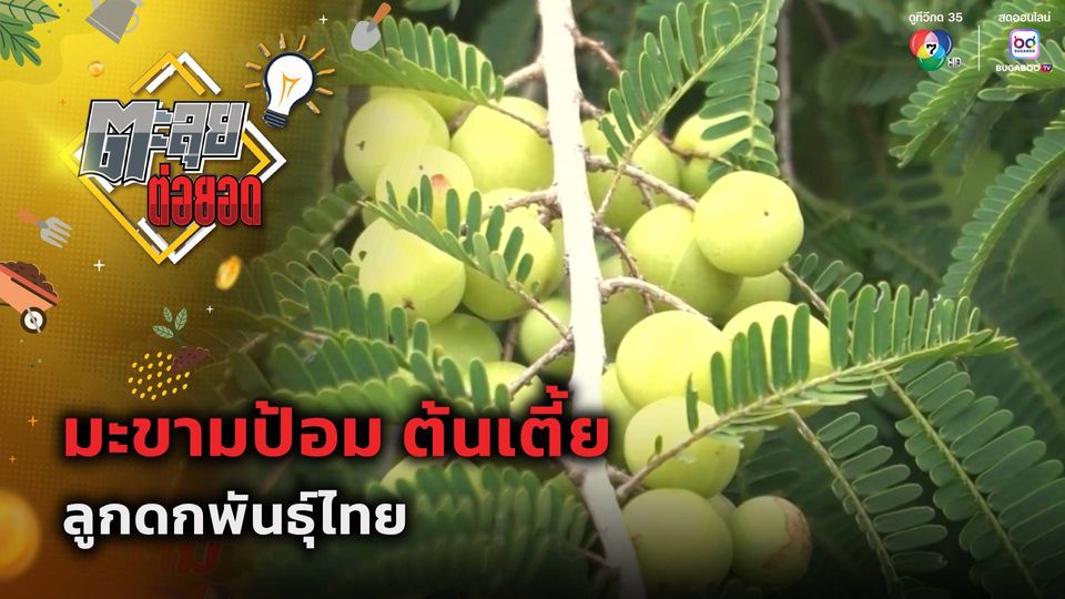 ตะลุยต่อยอด : มะขามป้อม ต้นเตี้ย ลูกดกพันธุ์ไทย