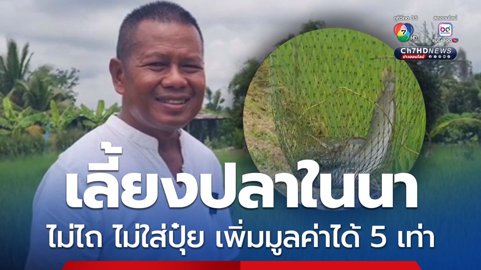 เกษตรกรโคราชปิ๊งไอเดีย ลดต้นทุนทำนา-เลี้ยงปลาในนาข้าว