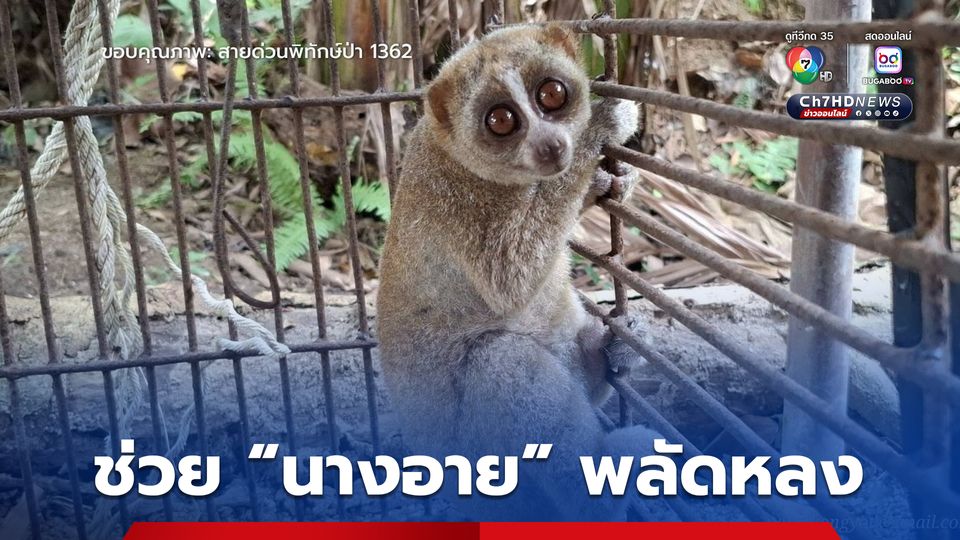 ช่วย “นางอาย” พลัดหลง นำมาอนุบาล ก่อนปล่อยคืนสู่ธรรมชาติต่อไปในอนาคต