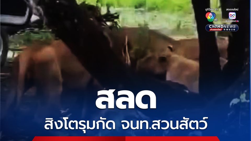 สวนสัตว์ใน กทม. สิงโตรุมกัดเจ้าหน้าที่ขณะให้อาหาร