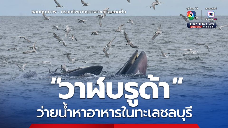 “วาฬบรูด้า” ว่ายน้ำหาอาหารในทะเลชลบุรี