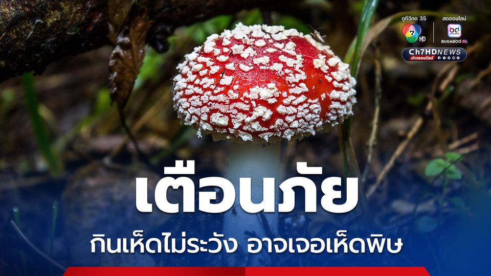 สคร.9 เตือนภัย กินเห็ดไม่ระวัง อาจเจอเห็ดพิษ อย่าเสี่ยง ไม่รู้จัก ไม่แน่ใจ ไม่เก็บ ไม่กิน