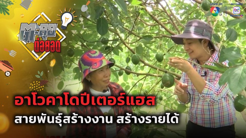 ตะลุยต่อยอด : อาโวคาโดปีเตอร์แฮส สายพันธุ์สร้างงาน สร้างรายได้