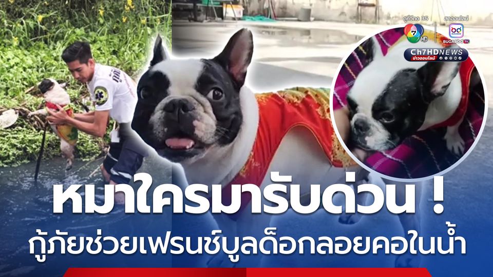 หมาใครมารับด่วน กู้ภัยช่วยเฟรนช์บูลด็อกลอยคอในน้ำ