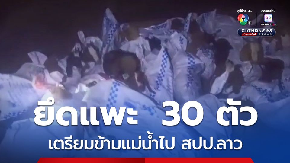 ทหารพรานยึดแพะ 30 ตัว เตรียมข้ามแม่น้ำเหืองไปยัง สปป.ลาว