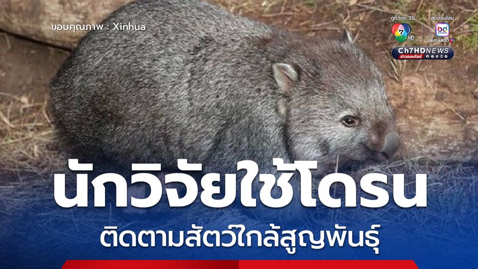 นักวิจัยออสเตรเลียใช้โดรนตรวจจับความร้อน ติดตามสัตว์พื้นเมืองใกล้สูญพันธุ์ 