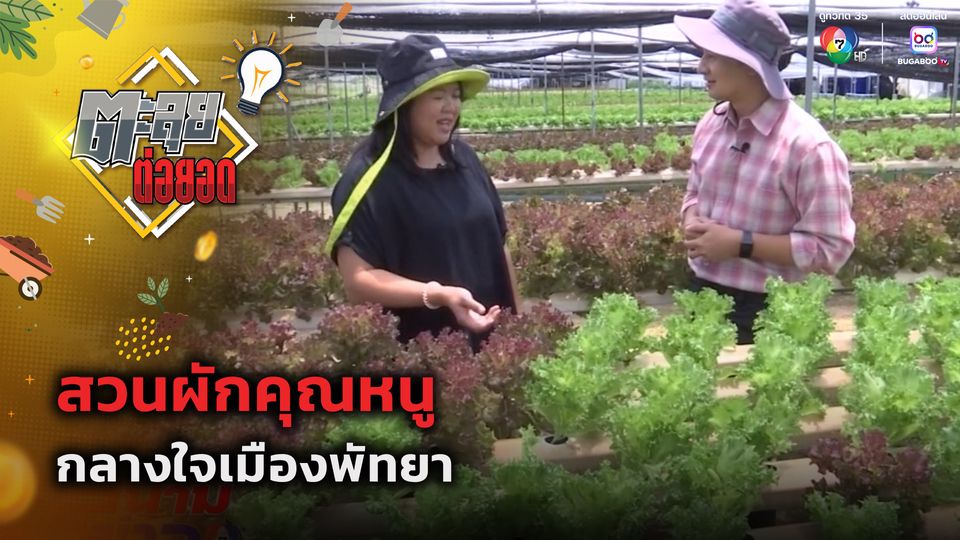 ตะลุยต่อยอด : สวนผักคุณหนู กลางใจเมืองพัทยา