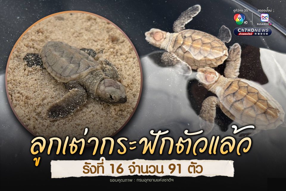 ลูกเต่ากระฟักตัวแล้ว รังที่ 16 จำนวน 91 ตัว