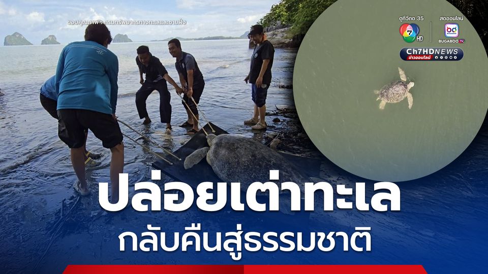กรมทะเล ปล่อยเต่าทะเลกลับคืนสู่ธรรมชาติ ณ บริเวณหาดวิวาห์ จ.ตรัง