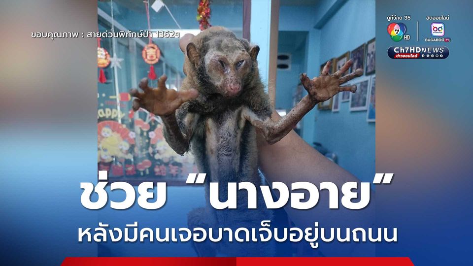 ช่วย “นางอาย” หลังมีคนเห็นบาดเจ็บอยู่บนถนน