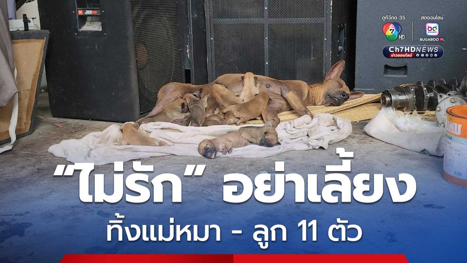 กู้ภัยใจบุญ! รับเลี้ยง หลังสุนัขแม่ลูกอ่อนถูกทิ้ง พร้อมลูก 11 ตัว