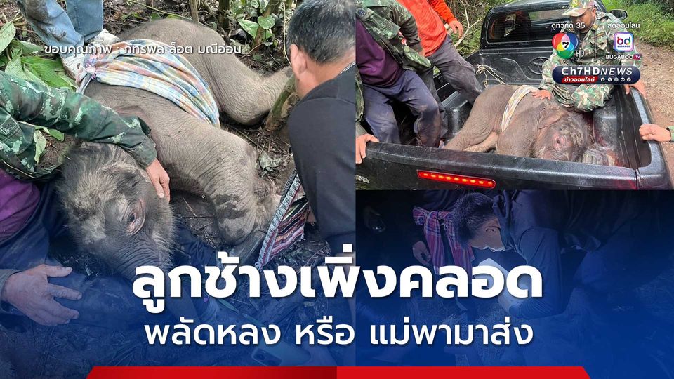 ช่วยลูกช้างป่าเพิ่งคลอด อิดโรย บาดเจ็บขาหลัง