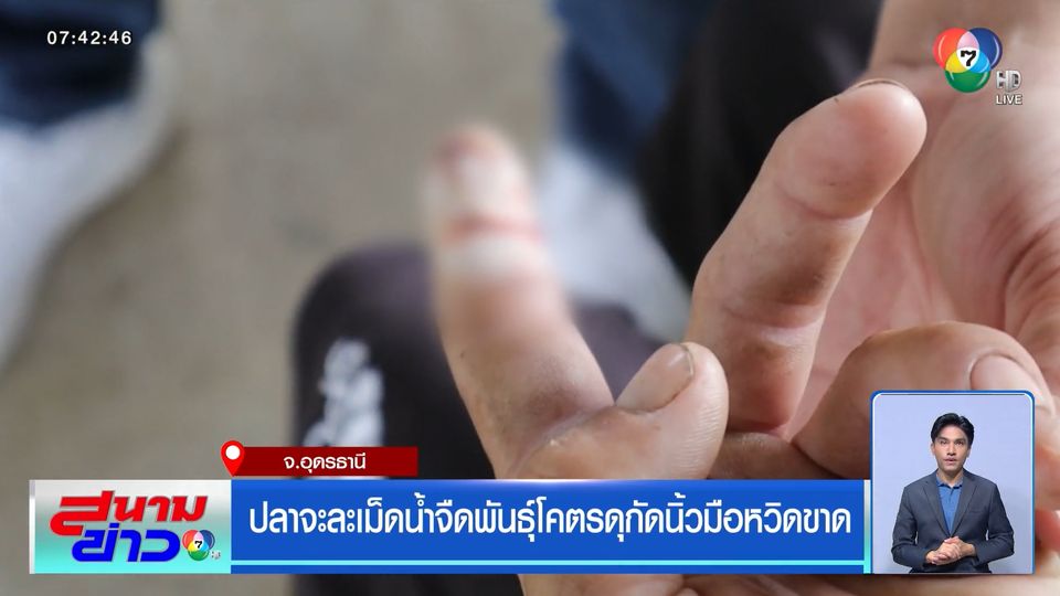 ปลาจะละเม็ดน้ำจืดพันธุ์โคตรดุกัดนิ้วมือหวิดขาด