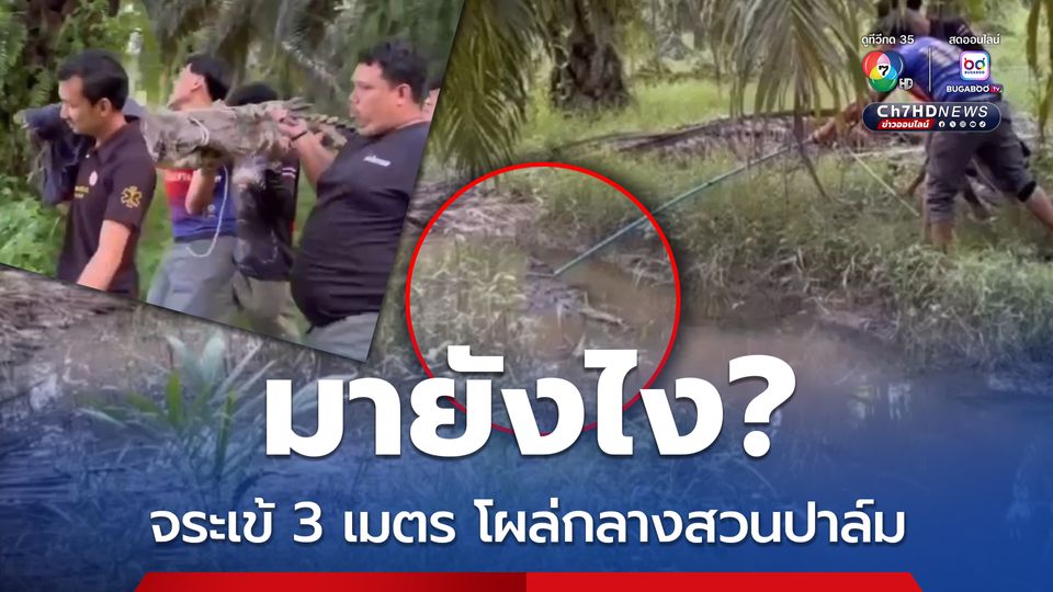 มายังไง? จระเข้ 3 เมตร โผล่กลางสวนปาล์ม