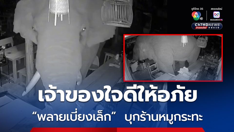 “พลายเบี่ยงเล็ก” ช้างป่าเขาใหญ่ บุกร้านหมูกระทะกลางดึก ทำข้าวของพังเสียหาย