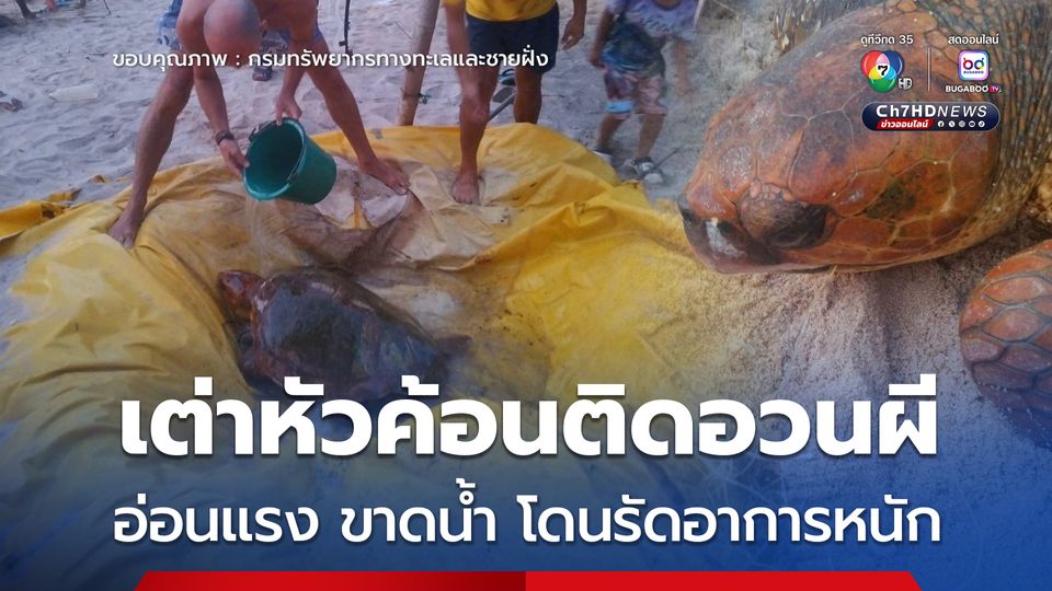 เต่าหัวค้อนติดอวนผี อ่อนแรง ขาดน้ำ โดนรัดอาการหนัก