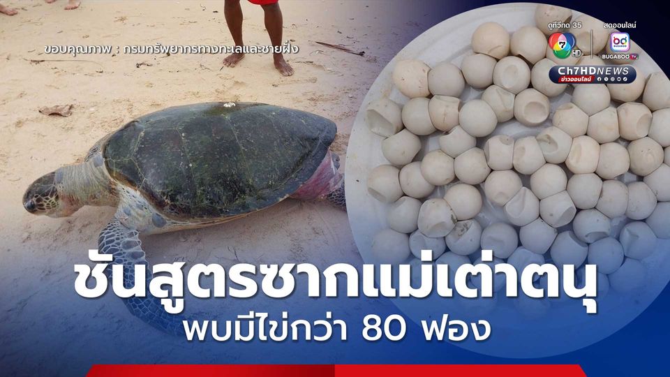 ศวอบ. ชันสูตรซากแม่เต่าตนุเกยตื้นหาดในหาน พบมีไข่กว่า 80 ฟอง คาดอ่อนแอจากการป่วย