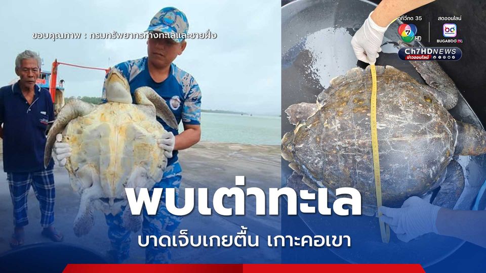 พบเต่าทะเลบาดเจ็บเกยตื้นเกาะคอเขา จ.พังงา ส่งต่อศูนย์สิรีธารดูแล