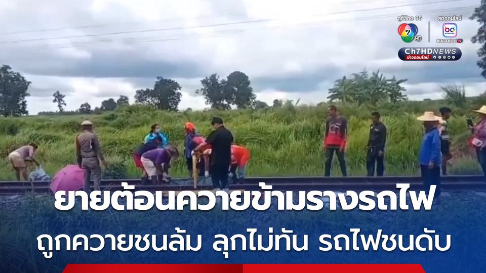 ดับสลด ! ยายวัย 73 ถูกควายชนล้มกลางราง ถูกม้าเหล็กพุ่งชนร่างเละ