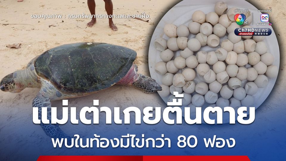 แม่เต่าเกยตื้นตาย พบในท้องมีไข่กว่า 80 ฟอง