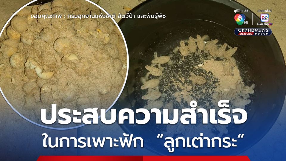 อุทยานแห่งชาติอ่าวสยาม ประสบความสำเร็จในการเพาะฟัก ลูกเต่ากระ มุ่งมั่นฟื้นฟูประชากรเต่าทะเลไทย