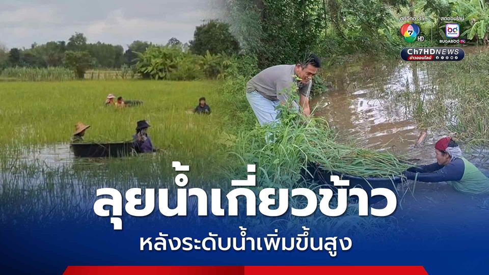 หวั่นข้าวจะเสียหายหนัก ชาวนาเร่งช่วยกันลุยน้ำเกี่ยวข้าว หลังระดับน้ำเพิ่มขึ้นสูงมากกว่า 1.50 เมตร