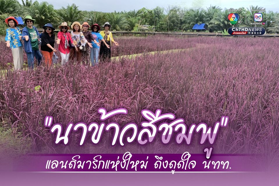 เกษตรกรชาว อ.สิเกา จ.ตรัง ทำนาข้าวสีชมพู แลนด์มาร์กแห่งใหม่ดึงดูดใจนักท่องเที่ยว
