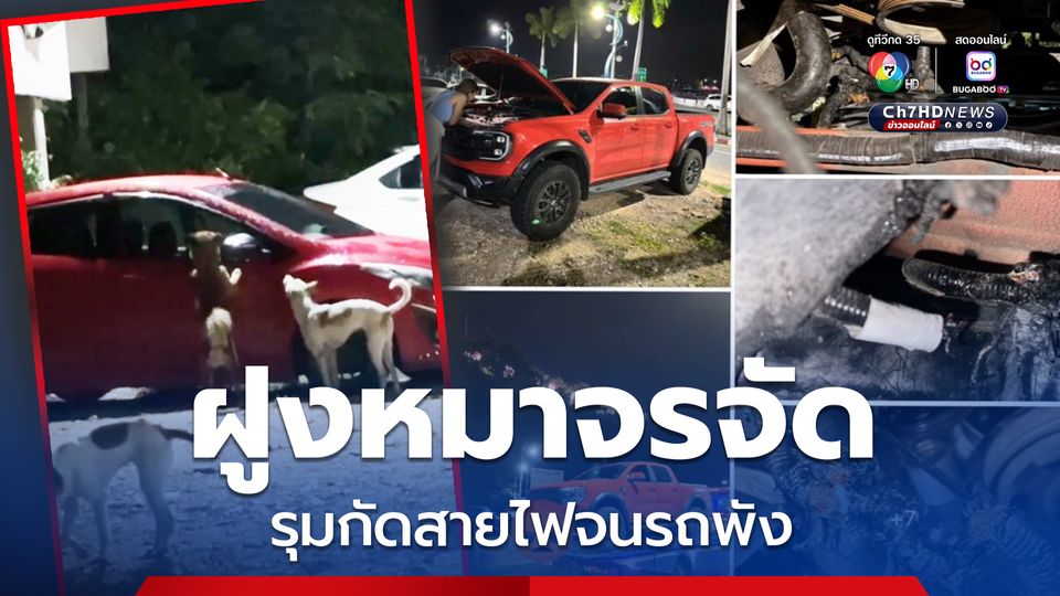 ฝูงหมาจรจัด รุมกัดสายไฟจนรถพัง เสียหายนับแสนบาท