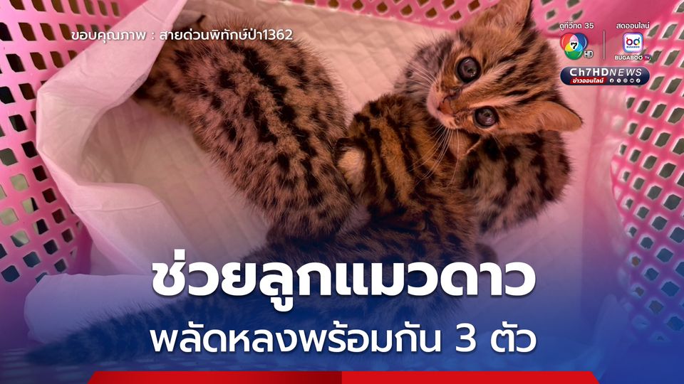 ช่วยลูกแมวดาว พลัดหลงพร้อมกัน 3 ตัว