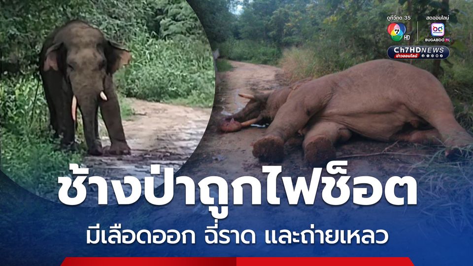 ช้างป่าถูกไฟช็อต มีเลือดออก ฉี่ราด และถ่ายเหลว