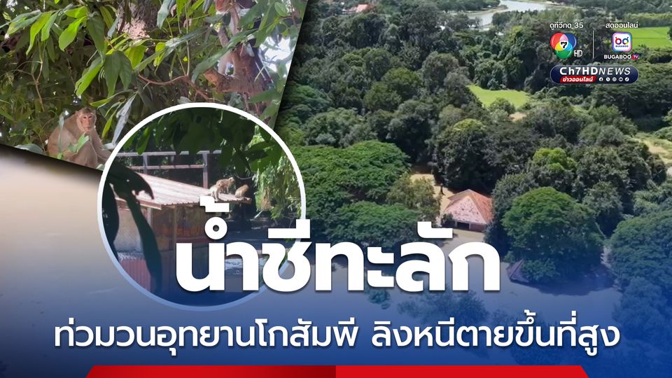 แม่น้ำชีทะลักขึ้นสูง ท่วมวนอุทยานโกสัมพี ลิงหนีอพยพขึ้นตามต้นไม้ หลังคา