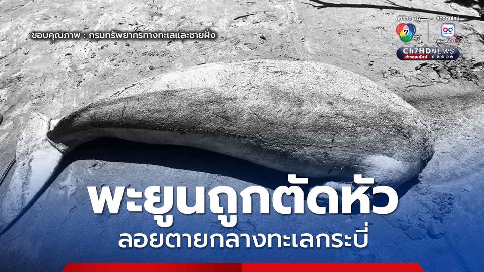 พะยูนถูกตัดหัว ลอยตายกลางทะเลกระบี่